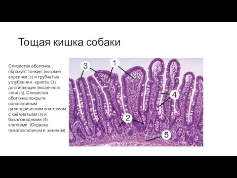 Тощая кишка собаки Слизистая оболочка образует тонкие, высокие ворсинки (1) и трубчатые