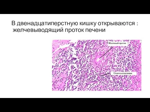 В двенадцатиперстную кишку открываются : желчевыводящий проток печени