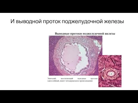 И выводной проток поджелудочной железы