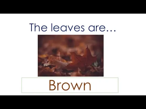 The leaves are… Brown