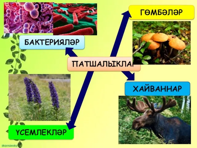 ҮСЕМЛЕКЛӘР ГӨМБӘЛӘР БАКТЕРИЯЛӘР ХАЙВАННАР ПАТШАЛЫКЛАР