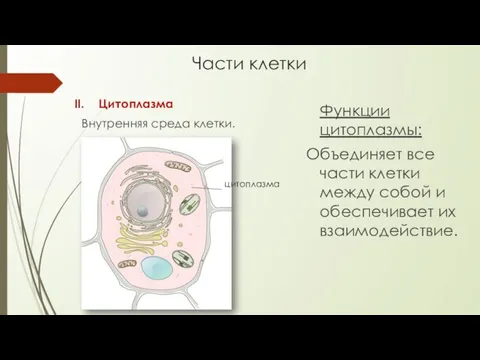 Части клетки Цитоплазма Внутренняя среда клетки. Функции цитоплазмы: Объединяет все части клетки