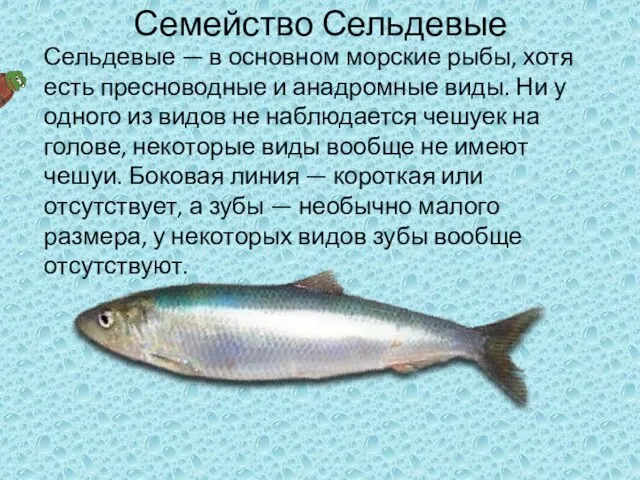 Семейство Сельдевые Сельдевые — в основном морские рыбы, хотя есть пресноводные и