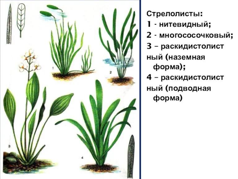 Стрелолисты: 1 - нитевидный; 2 - многососочковый; 3 – раскидистолист ный (наземная