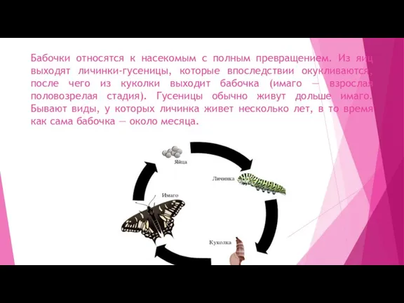 Бабочки относятся к насекомым с полным превращением. Из яиц выходят личинки-гусеницы, которые