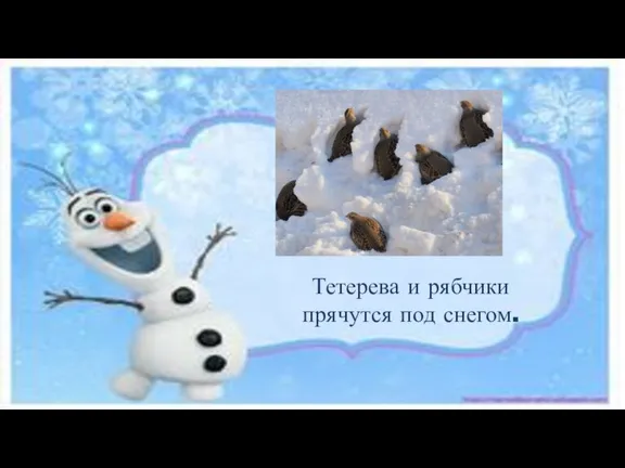 Тетерева и рябчики прячутся под снегом.