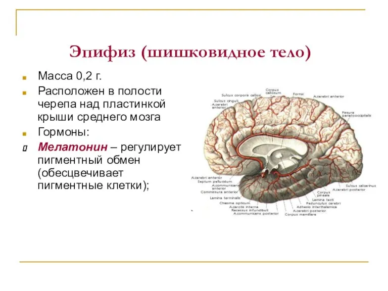 Эпифиз (шишковидное тело) Масса 0,2 г. Расположен в полости черепа над пластинкой