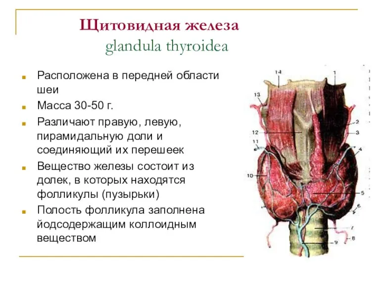 Щитовидная железа glandula thyroidea Расположена в передней области шеи Масса 30-50 г.