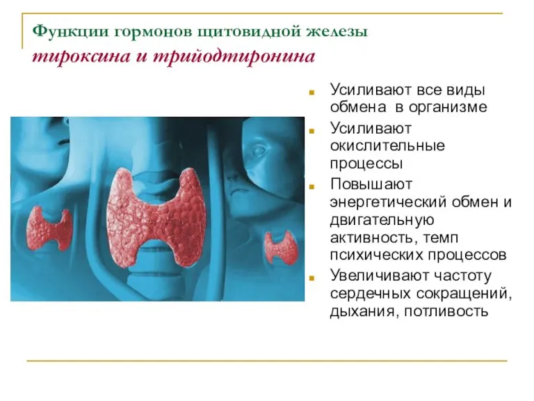 Функции гормонов щитовидной железы тироксина и трийодтиронина Усиливают все виды обмена в