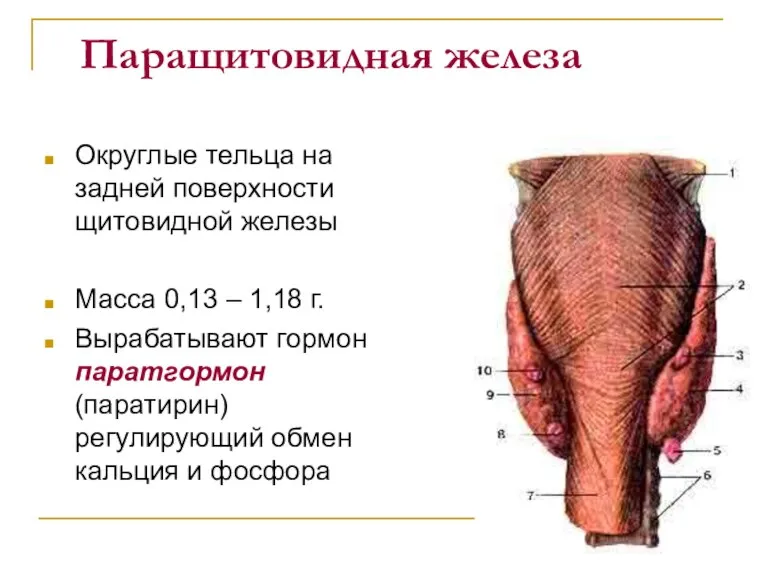 Паращитовидная железа Округлые тельца на задней поверхности щитовидной железы Масса 0,13 –