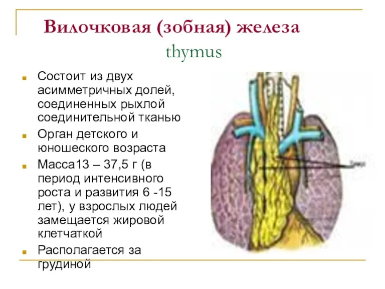 Вилочковая (зобная) железа thymus Состоит из двух асимметричных долей, соединенных рыхлой соединительной