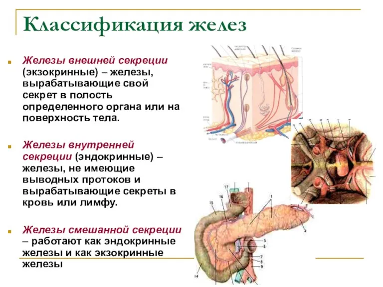 Классификация желез Железы внешней секреции (экзокринные) – железы, вырабатывающие свой секрет в