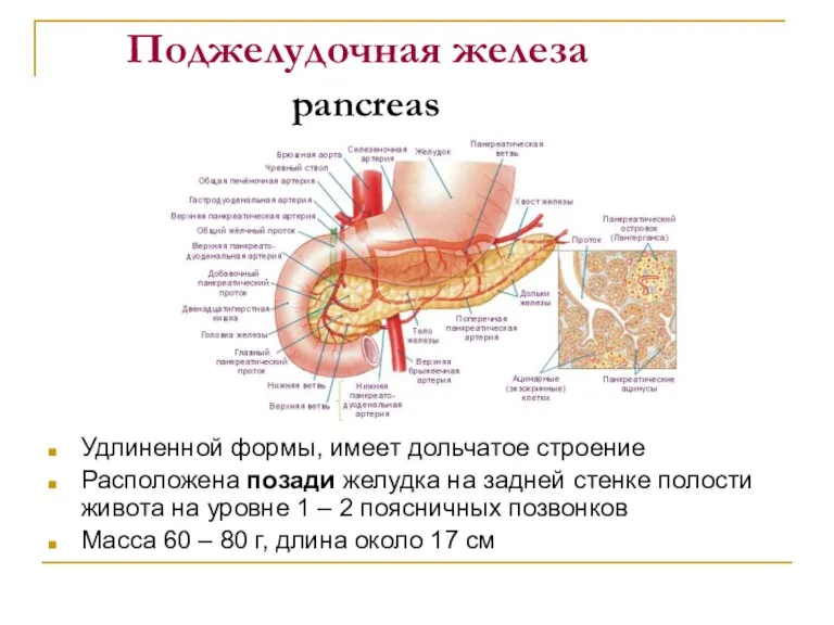 Поджелудочная железа pancreas Удлиненной формы, имеет дольчатое строение Расположена позади желудка на