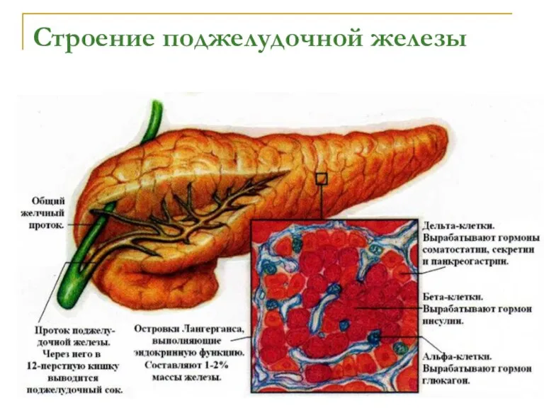 Строение поджелудочной железы