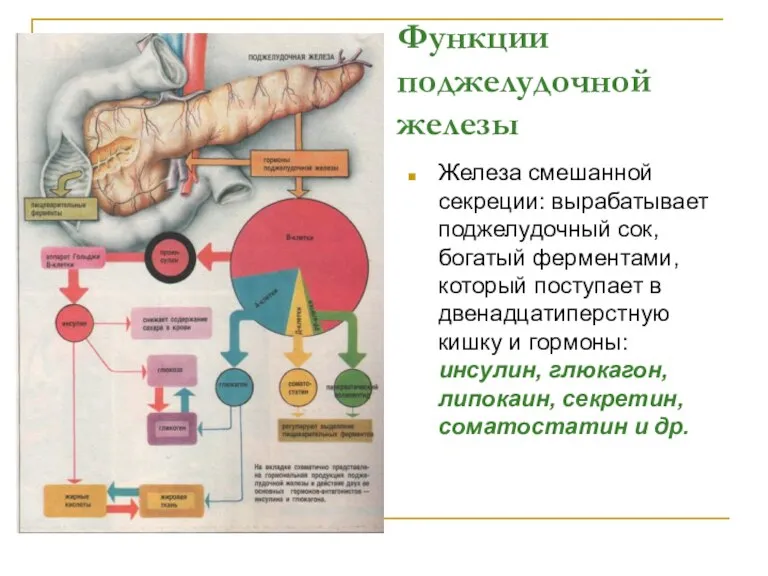 Функции поджелудочной железы Железа смешанной секреции: вырабатывает поджелудочный сок, богатый ферментами, который