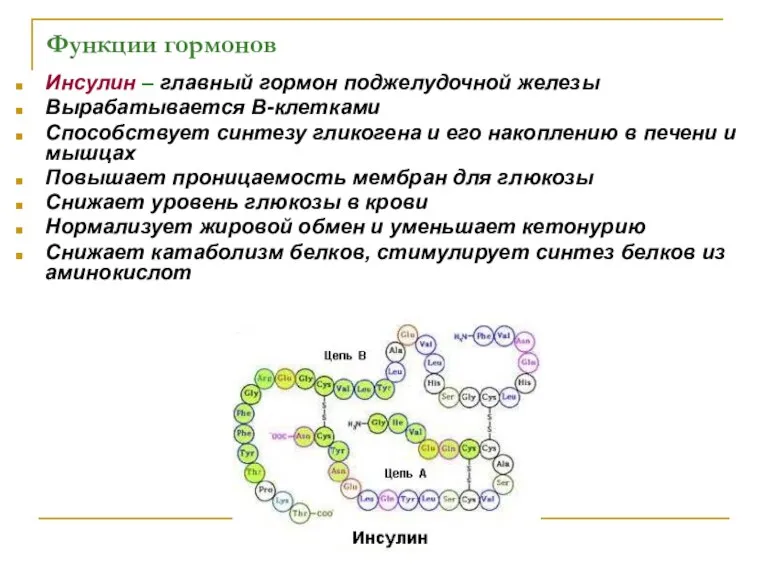 Функции гормонов Инсулин – главный гормон поджелудочной железы Вырабатывается В-клетками Способствует синтезу