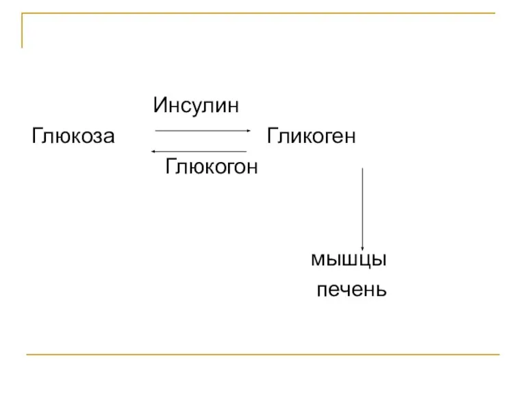 Инсулин Глюкоза Гликоген Глюкогон мышцы печень