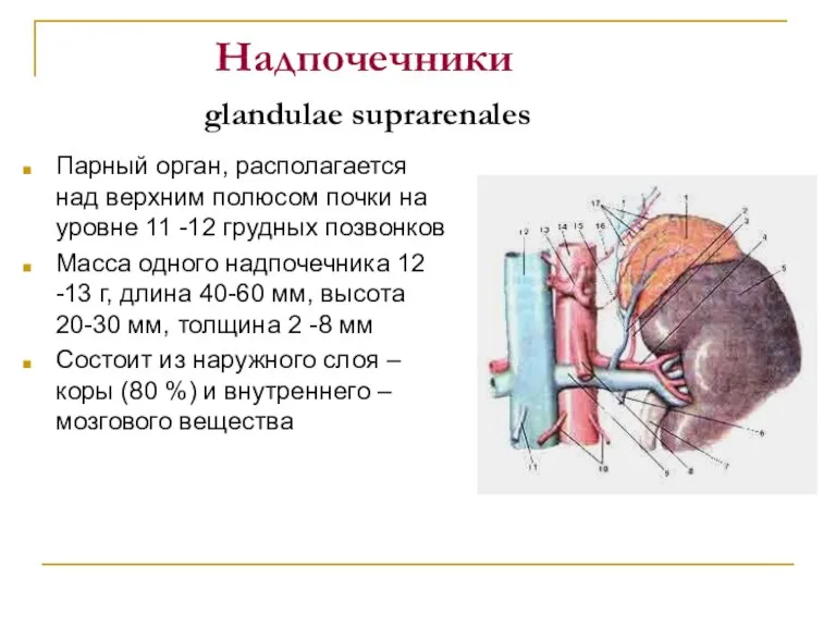 Надпочечники glandulae suprarenales Парный орган, располагается над верхним полюсом почки на уровне