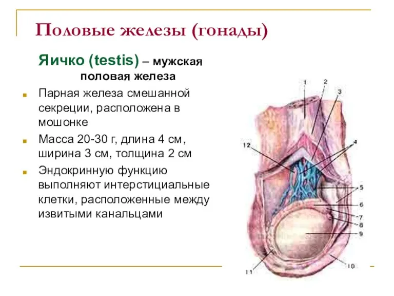 Половые железы (гонады) Яичко (testis) – мужская половая железа Парная железа смешанной