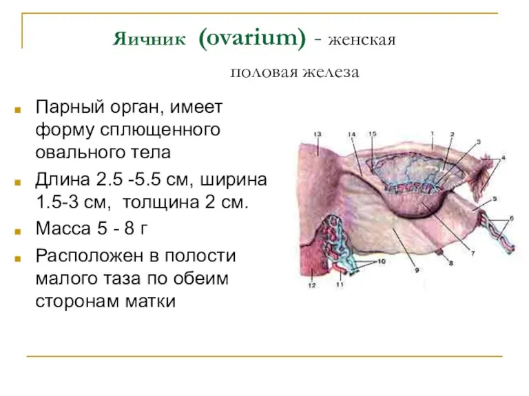Яичник (ovarium) - женская половая железа Парный орган, имеет форму сплющенного овального