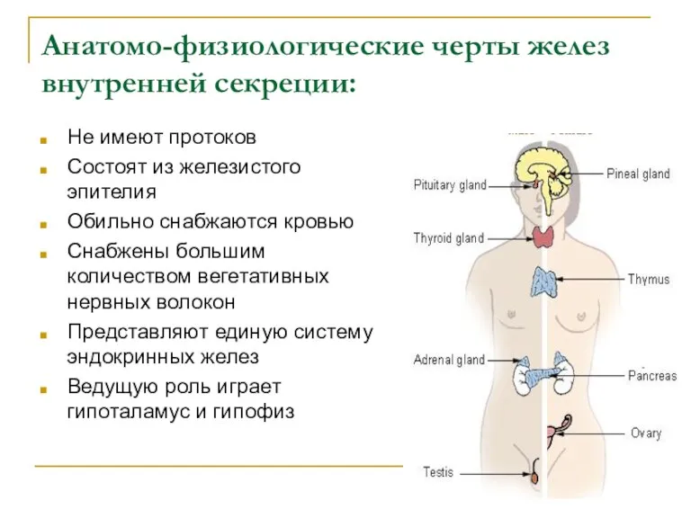 Анатомо-физиологические черты желез внутренней секреции: Не имеют протоков Состоят из железистого эпителия