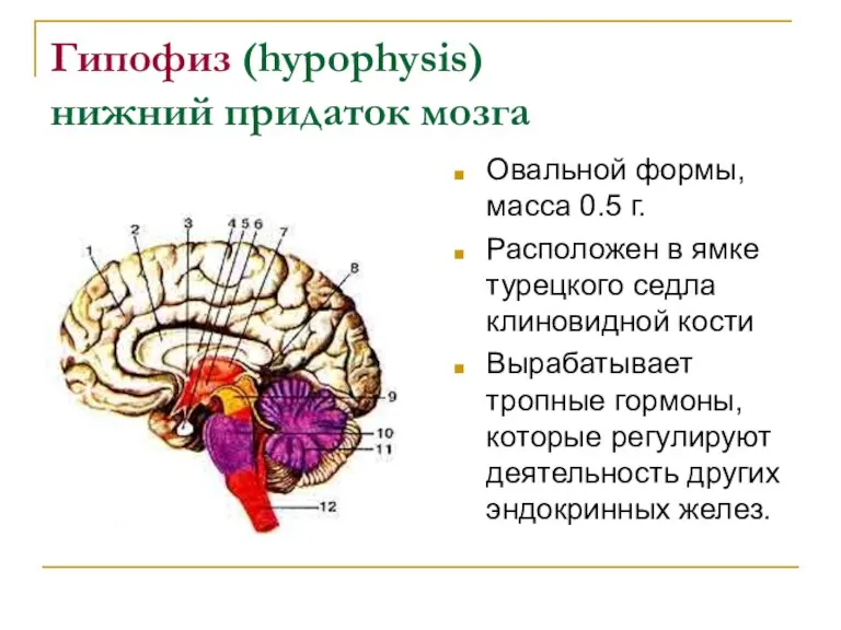 Гипофиз (hypophysis) нижний придаток мозга Овальной формы, масса 0.5 г. Расположен в