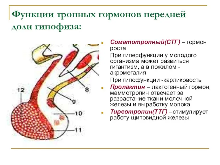 Функции тропных гормонов передней доли гипофиза: Соматотропный(СТГ) – гормон роста При гиперфункции