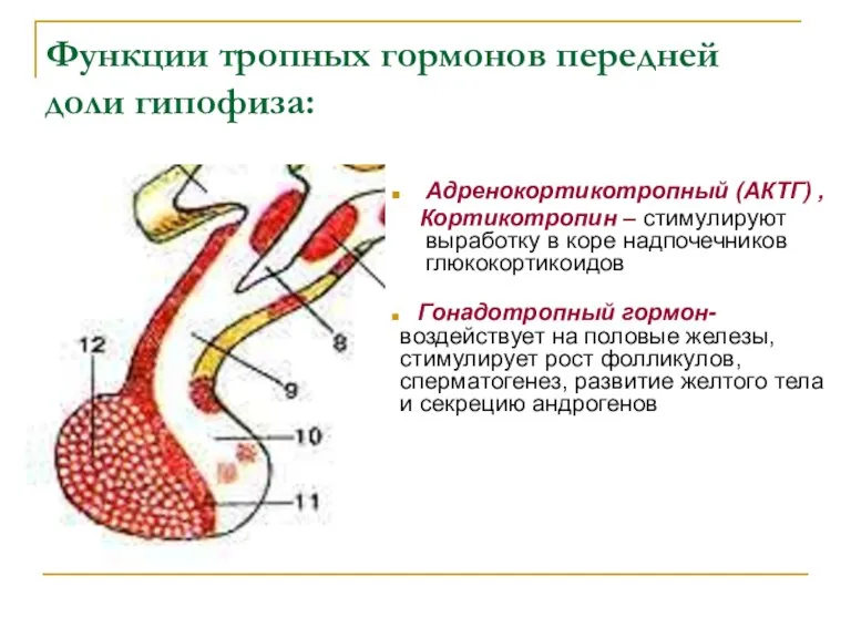 Функции тропных гормонов передней доли гипофиза: Адренокортикотропный (АКТГ) , Кортикотропин – стимулируют