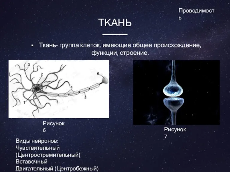 ТКАНЬ Ткань- группа клеток, имеющие общее происхождение, функции, строение. Рисунок 6 Рисунок