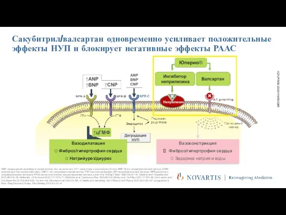 Сакубитрил/валсартан одновременно усиливает положительные эффекты НУП и блокирует негативные эффекты РААС Вазодилатация