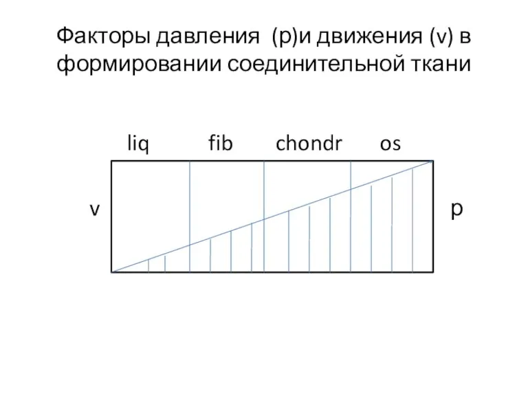 Факторы давления (р)и движения (v) в формировании соединительной ткани liq fib chondr os v р