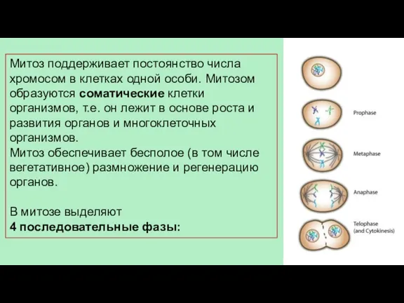 Митоз поддерживает постоянство числа хромосом в клетках одной особи. Митозом образуются соматические