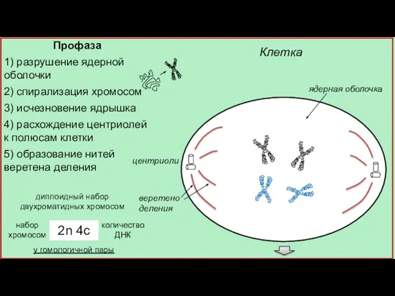 Профаза 1) разрушение ядерной оболочки 2) спирализация хромосом 3) исчезновение ядрышка 4)