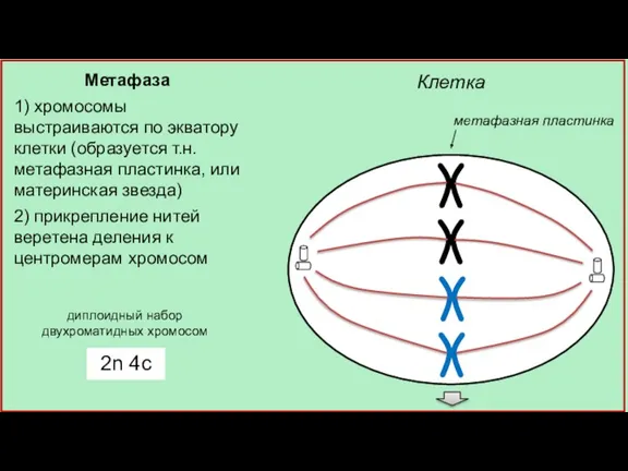 Клетка метафазная пластинка Метафаза 1) хромосомы выстраиваются по экватору клетки (образуется т.н.