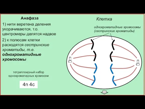Клетка однохроматидные хромосомы (сестринские хроматиды) Анафаза 1) нити веретена деления укорачиваются, т.о.