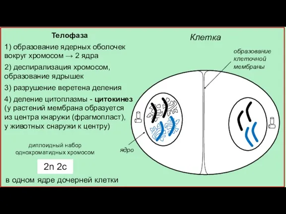 Клетка Телофаза 1) образование ядерных оболочек вокруг хромосом → 2 ядра 2)