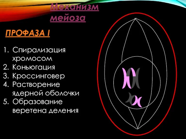 Механизм мейоза ПРОФАЗА I Спирализация хромосом Коньюгация Кроссинговер Растворение ядерной оболочки Образование веретена деления