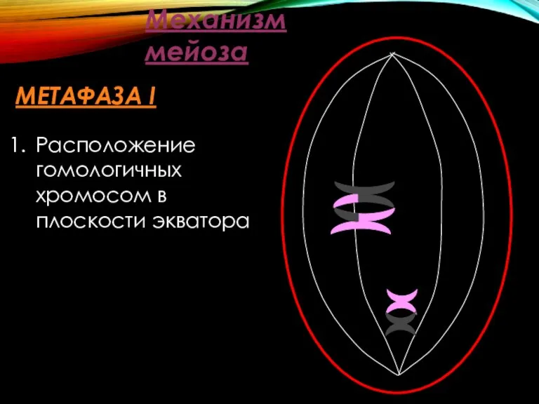 Механизм мейоза МЕТАФАЗА I Расположение гомологичных хромосом в плоскости экватора