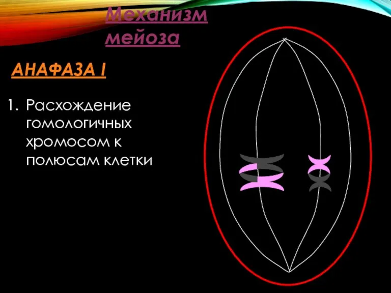 Механизм мейоза АНАФАЗА I Расхождение гомологичных хромосом к полюсам клетки