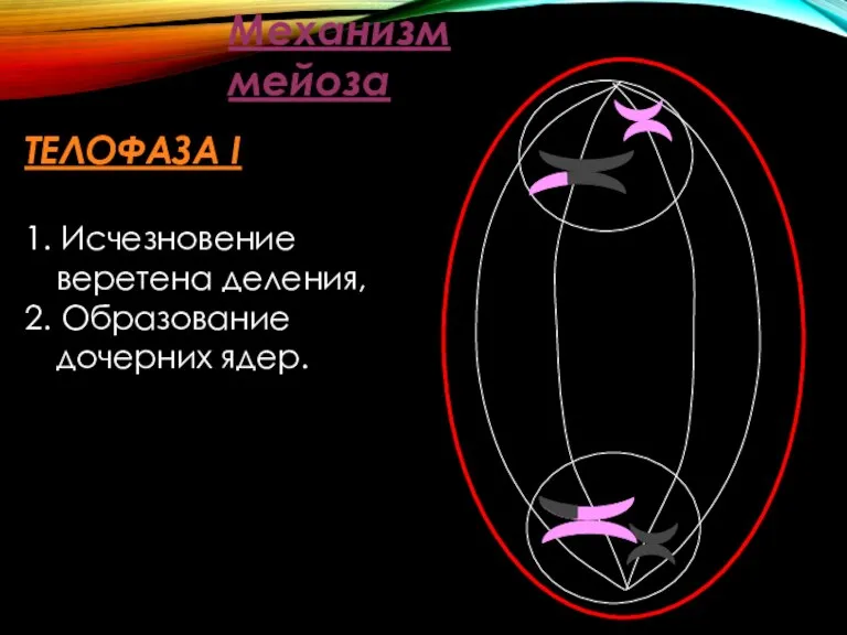 Механизм мейоза ТЕЛОФАЗА I 1. Исчезновение веретена деления, 2. Образование дочерних ядер.