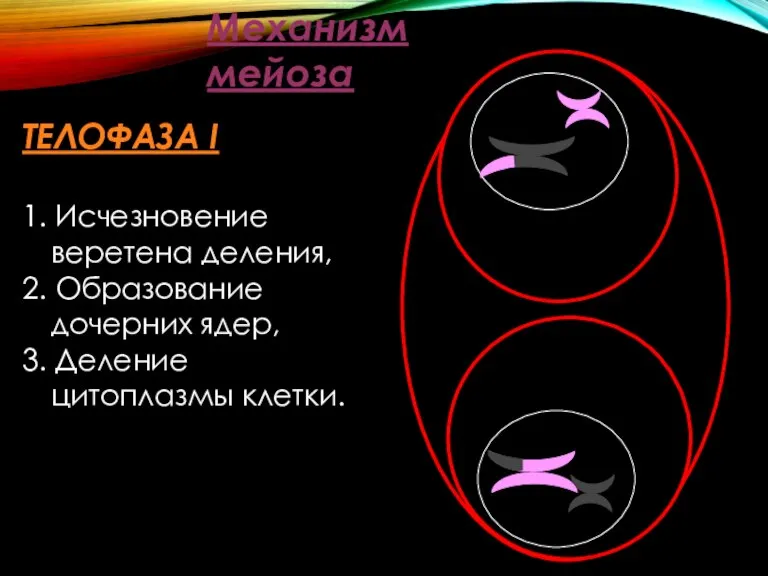 Механизм мейоза ТЕЛОФАЗА I 1. Исчезновение веретена деления, 2. Образование дочерних ядер, 3. Деление цитоплазмы клетки.