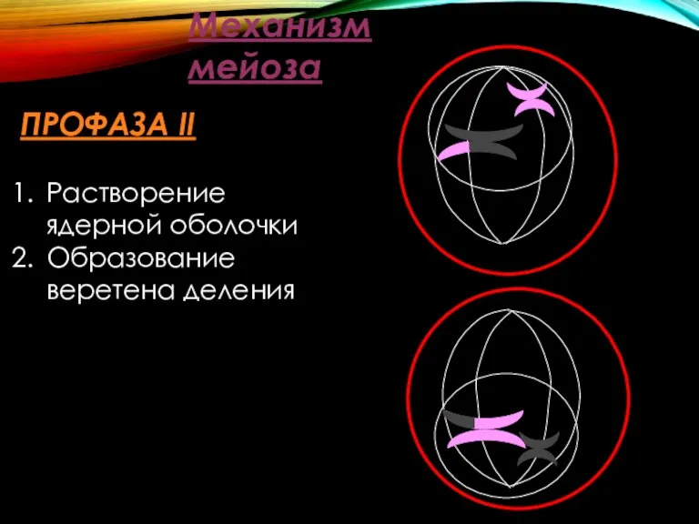 Механизм мейоза ПРОФАЗА II Растворение ядерной оболочки Образование веретена деления