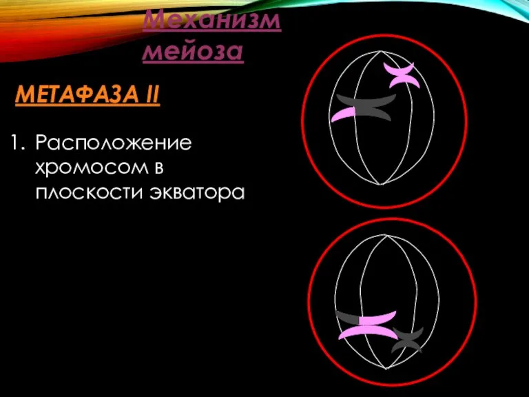 Механизм мейоза МЕТАФАЗА II Расположение хромосом в плоскости экватора