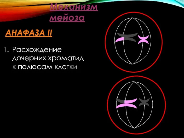 Механизм мейоза АНАФАЗА II Расхождение дочерних хроматид к полюсам клетки