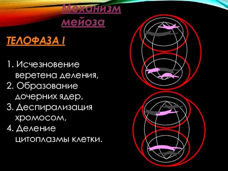 Механизм мейоза ТЕЛОФАЗА I 1. Исчезновение веретена деления, 2. Образование дочерних ядер,