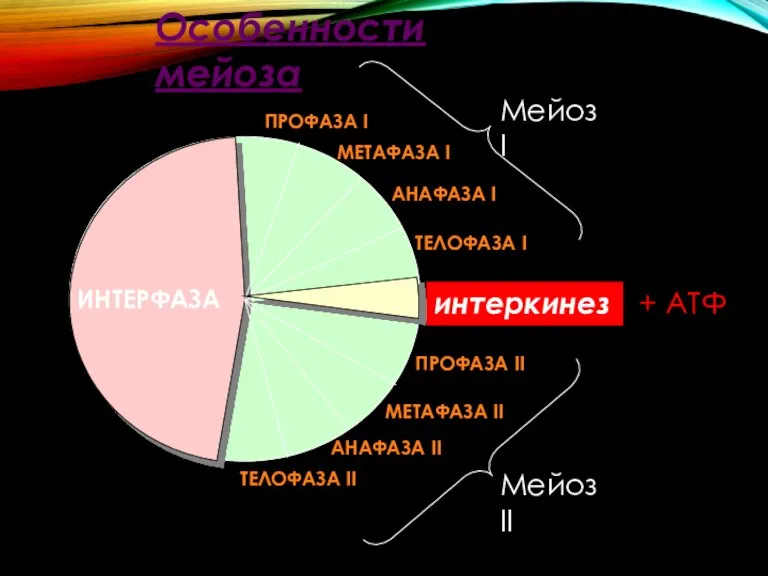 ПРОФАЗА I МЕТАФАЗА I АНАФАЗА I ТЕЛОФАЗА I ИНТЕРФАЗА ПРОФАЗА II МЕТАФАЗА