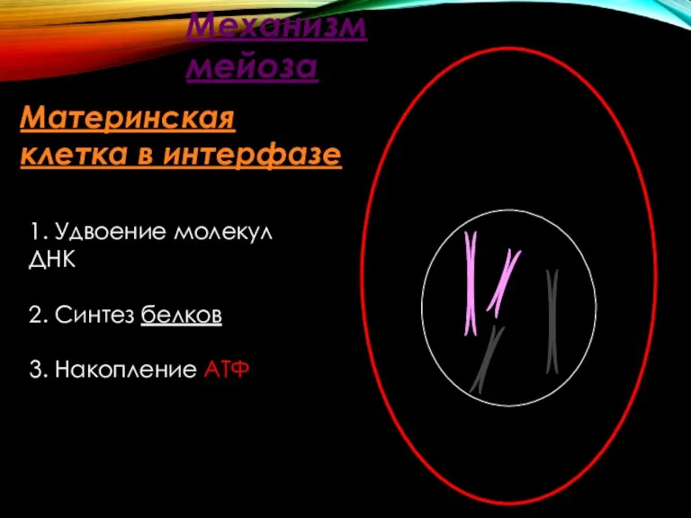 Материнская клетка в интерфазе Механизм мейоза 1. Удвоение молекул ДНК 2. Синтез белков 3. Накопление АТФ