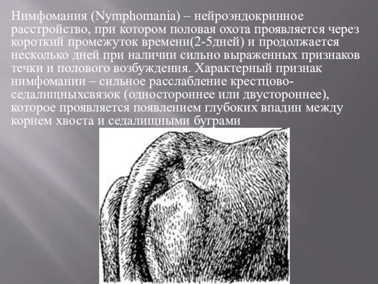 Нимфомания (Nymphomania) – нейроэндокринное расстройство, при котором половая охота проявляется через короткий