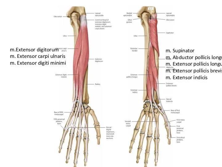 m.Extensor digitorum m. Extensor carpi ulnaris m. Extensor digiti minimi m. Supinator