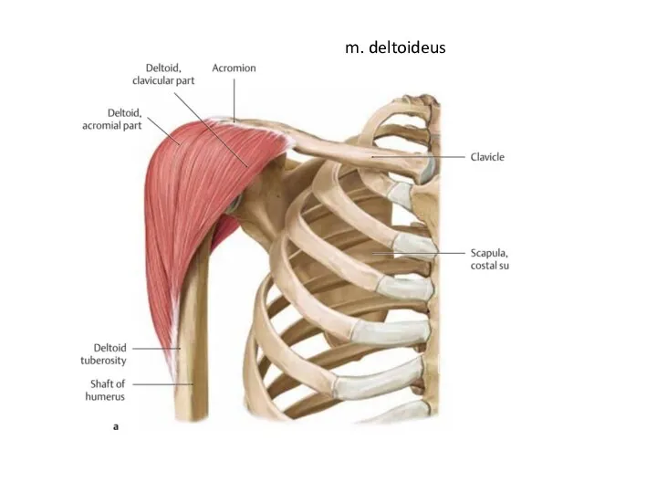 m. deltoideus